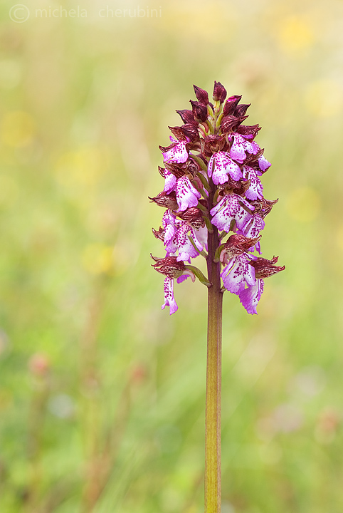 varie forme della purpurea